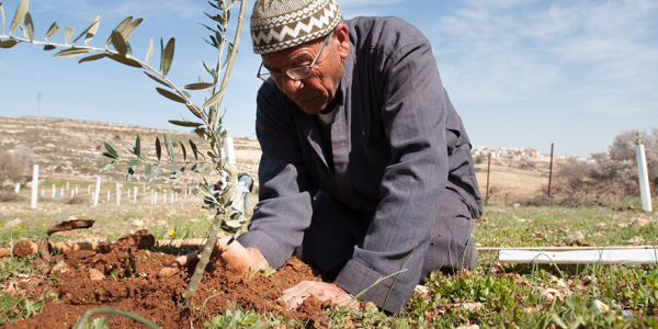 A Palestinian farmer plants an olive tree, our project will support the transparent and accountable delivery of EU funds to support projects in the region.
